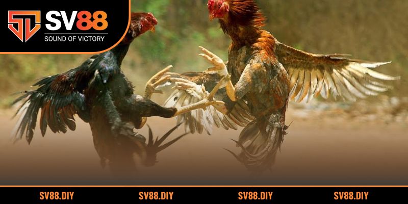 Bí quyết chọn màu gà hợp ngày phong thủy chuẩn xác