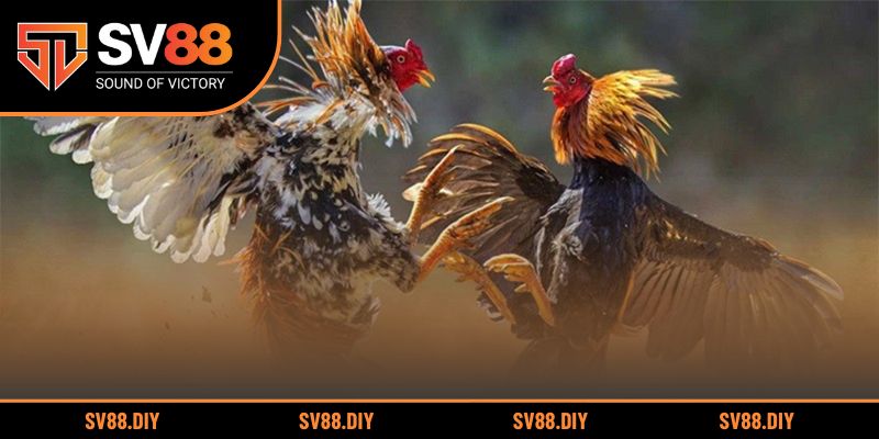 Bí quyết quan trọng giúp người chơi thắng lớn khi xem đá gà