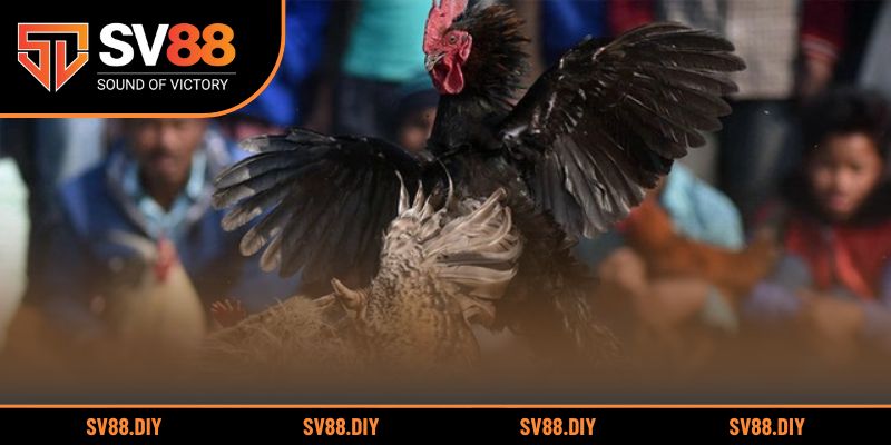 Chia sẻ kinh nghiệm hữu ích giúp cược gà đạt hiệu quả cao