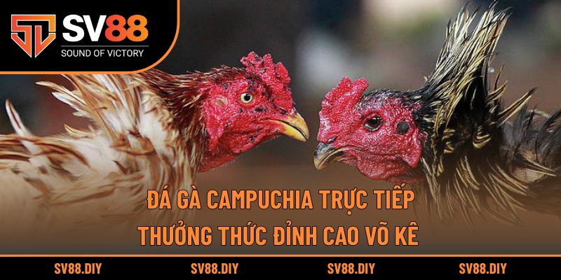 Đá Gà Campuchia Trực Tiếp – Thưởng Thức Đỉnh Cao Võ Kê