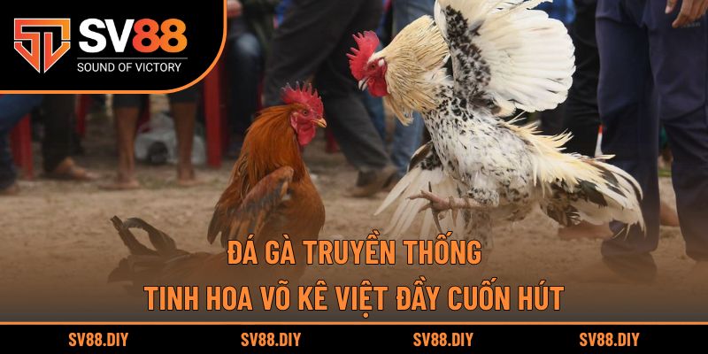 Đá Gà Truyền Thống SV88 – Tinh Hoa Võ Kê Việt Đầy Cuốn Hút
