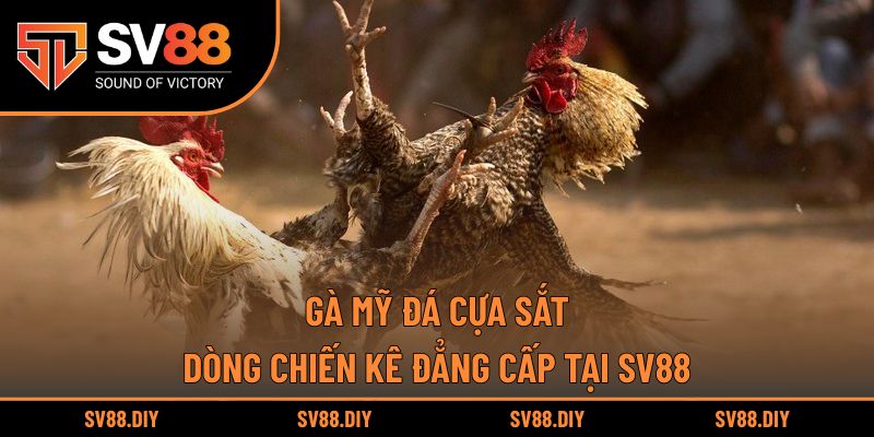 Gà Mỹ Đá Cựa Sắt – Dòng Chiến Kê Đẳng Cấp Tại SV88