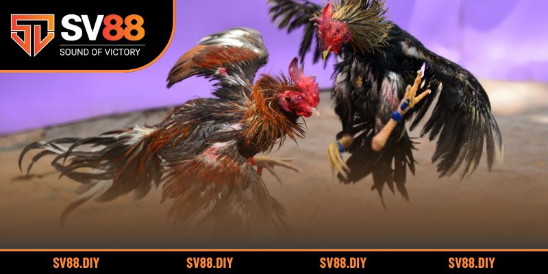 Hướng dẫn chi tiết cách xem đá gà trực tuyến tại Thomo