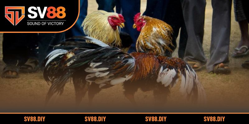 Hướng dẫn chi tiết cách xem và đặt cược đá gà Campuchia