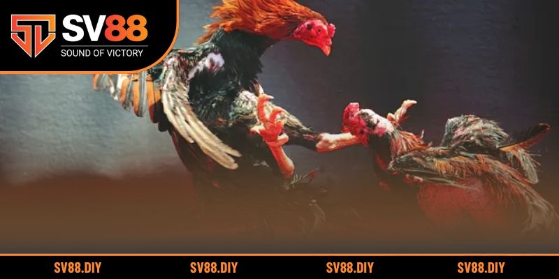 Khám phá đấu trường gà Campuchia cùng trải nghiệm sống động