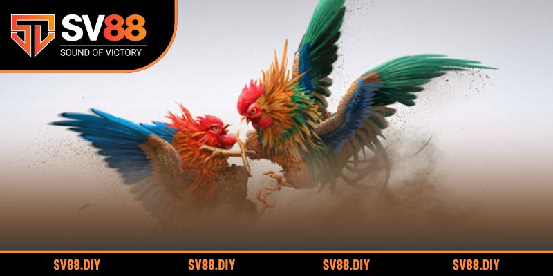 Khám phá đấu trường gà trực tuyến uy tín tại nhà cái