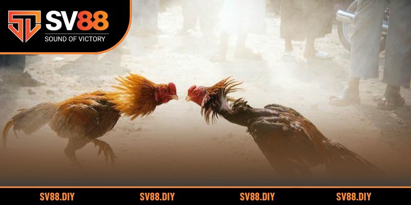 Khám phá giá trị phong thủy trong màu lông gà chiến