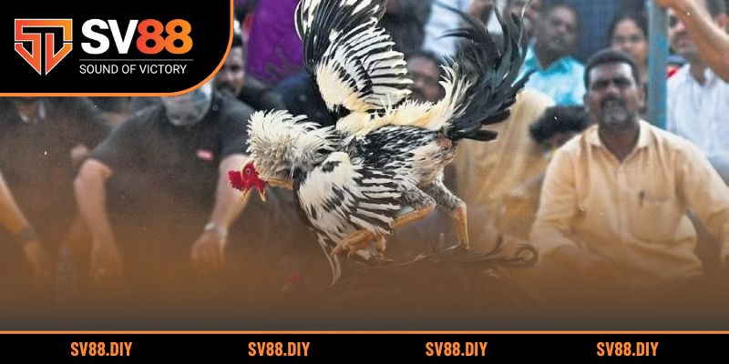 Khám phá lịch sử và ý nghĩa sâu sắc của bộ môn dân gian