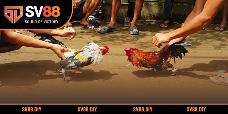 Khám phá sự hấp dẫn đỉnh cao của đấu trường gà Thomo