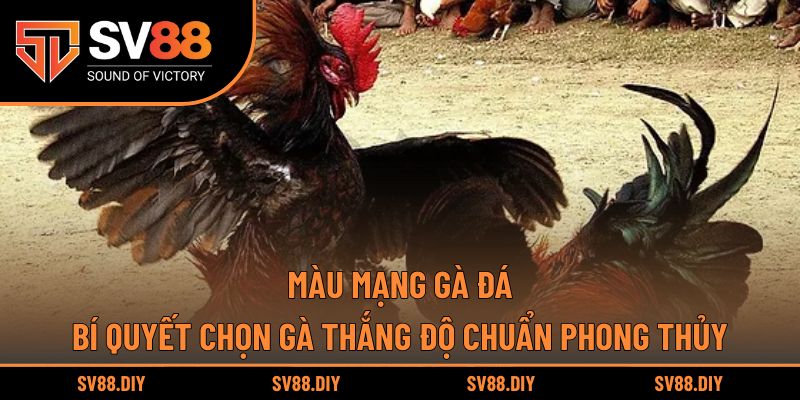 Màu Mạng Gà Đá – Bí Quyết Chọn Gà Thắng Độ Chuẩn Phong Thủy