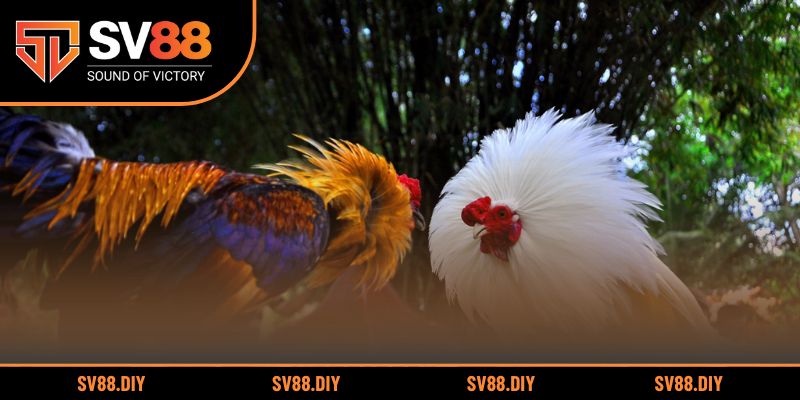 Mẹo chơi và bí quyết đặt cược hiệu quả cho người mới