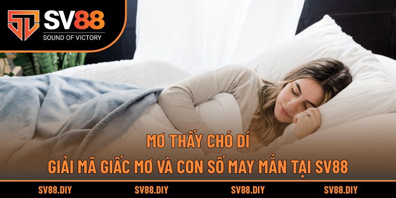 Mơ Thấy Chó Dí – Giải Mã Giấc Mơ Và Con Số May Mắn Tại SV88