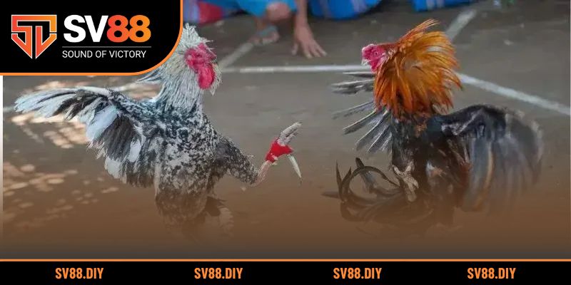 Nắm vững mẹo cược và chiến thuật khi tham gia cá độ gà