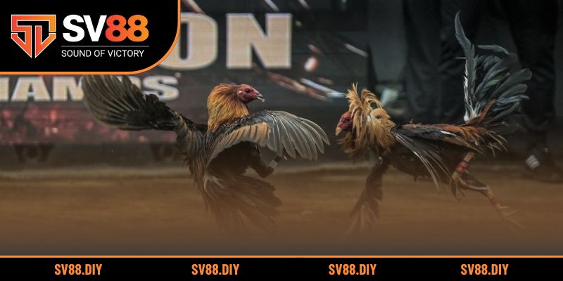 Tận dụng lợi thế màu mạng để chọn kèo hiệu quả