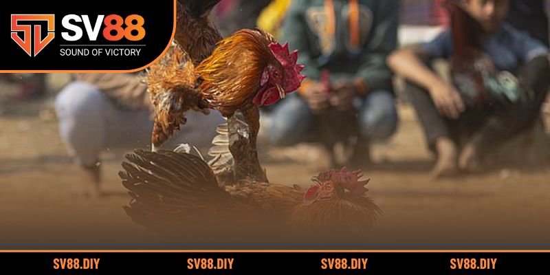 Thưởng thức trận đấu gà kịch tính và chân thực tại nhà cái