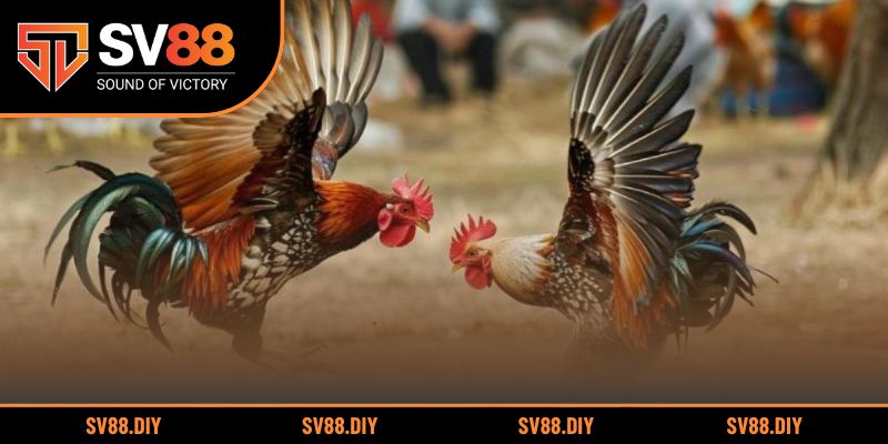 Trải nghiệm đa dạng các thể loại đá gà hấp dẫn tại nhà cái