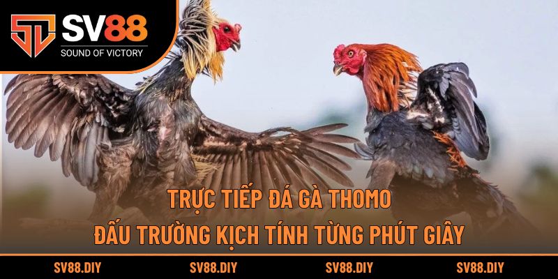 Trực Tiếp Đá Gà Thomo – Đấu Trường Kịch Tính Từng Phút Giây