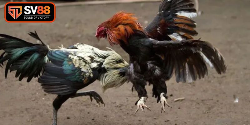 Cách Chọn Gà Đá Cựa Sắt - Bí Quyết Săn Chiến Kê Bất Bại