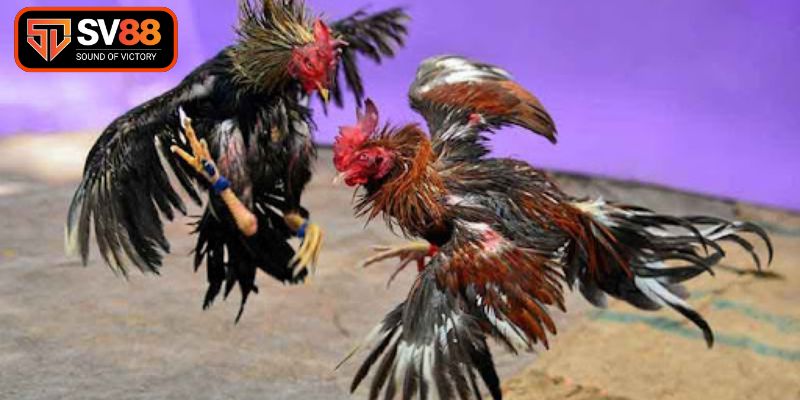 Nhận diện đặc điểm thể hình gà chiến chuẩn