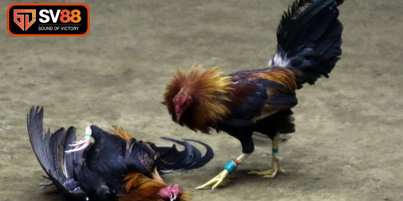 Phân tích hệ thống chân vảy gà chuyên nghiệp